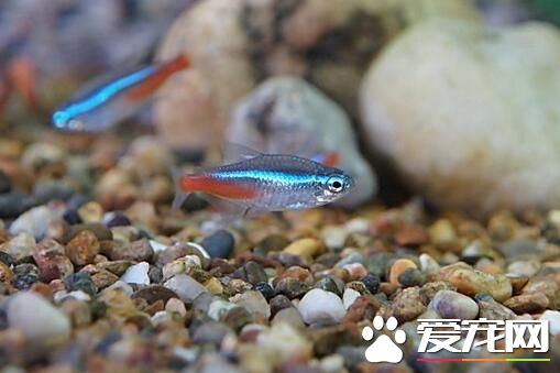 热带鱼红绿灯价格 一般价格在10元一对左右