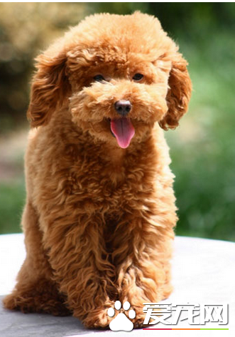 标准贵宾犬多少钱一只 贵宾犬的价格