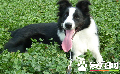 边境牧羊犬怎么样会掉毛 皮肤病导致掉毛