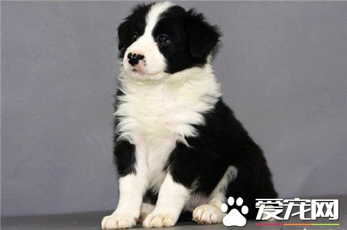 边境牧羊犬训练上厕所 首先准备一个固定的狗厕所