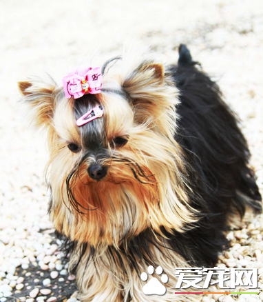 辨别约克夏纯种 约克夏是一种活泼的狗狗