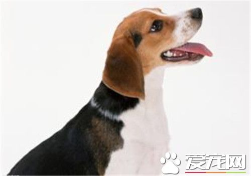 比格犬可以吃鸡蛋 狗狗是可以吃鸡蛋的