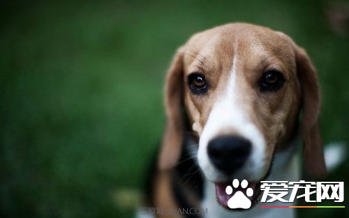 比格犬能打么 比格不打架生性善良还有点怕事