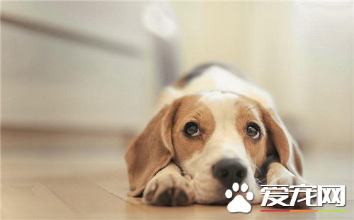 比格犬和那些狗长得像 阿图瓦犬跟比格犬像