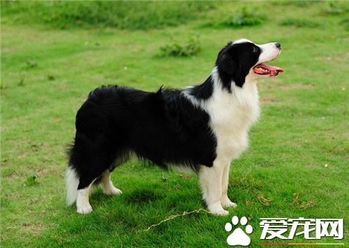 边境牧羊犬训练飞盘 平时多加训练才能完成