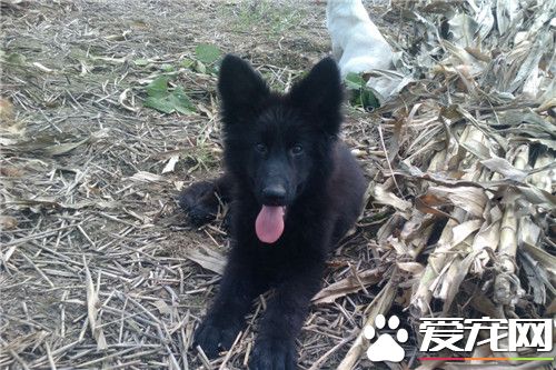 比利时牧羊犬好么 比利时牧羊犬警戒心强