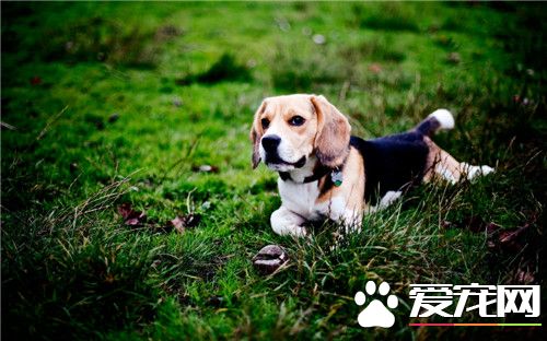 比格犬训练方法 训练应该从最简单的事情开始