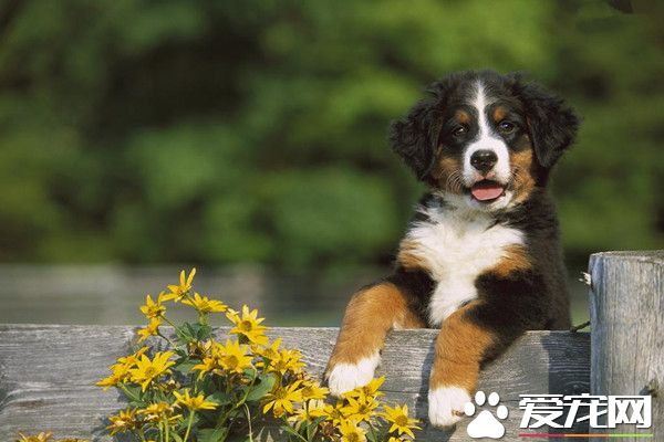 伯恩山犬的价格 品相不同价位也就不太一样