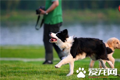 边境牧羊犬幼犬挑选 如何挑选边境牧羊犬幼犬