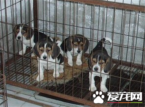 比格犬体型标准 比格犬标准身高30到40厘米