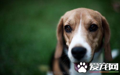 比格犬猎兔如何 兔子经常是猎捕的重要对象