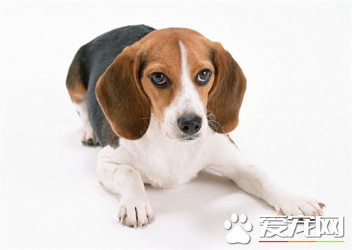 比格犬适合孩子养吗 比格犬非常适合孩子饲养