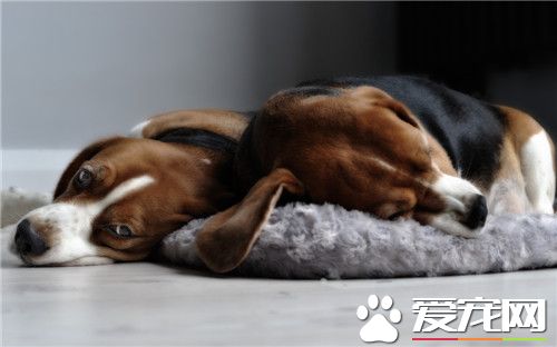 比格犬可以吃鸡蛋 狗狗是可以吃鸡蛋的