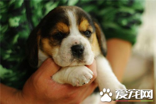 比格犬适合孩子养吗 比格犬非常适合孩子饲养