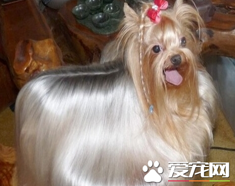 辨别约克夏纯种 约克夏是一种活泼的狗狗