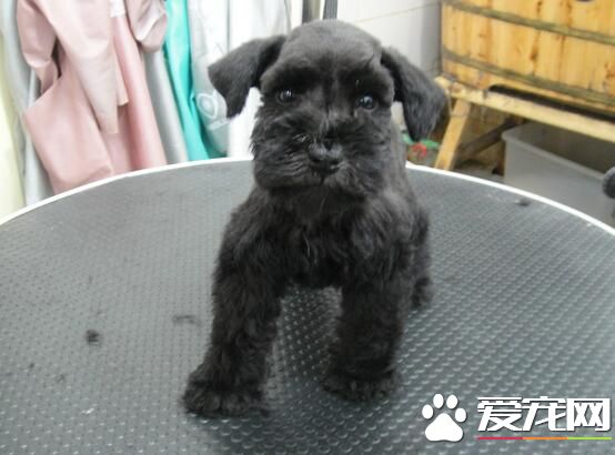 标准雪纳瑞多少钱 价格一般在1500元左右