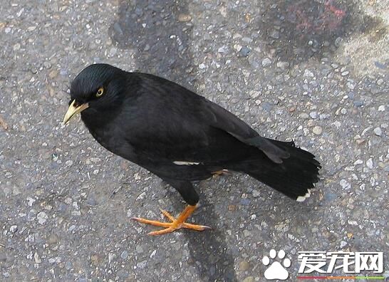 八哥多少钱一只 品种好的要500到1000不等