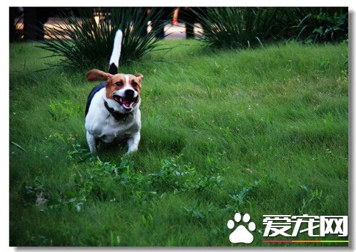 比格犬训练方法 训练应该从最简单的事情开始