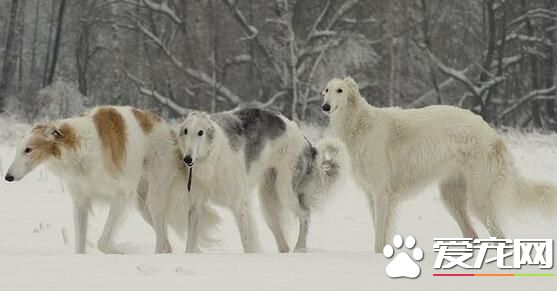 苏俄猎狼犬最贵多少钱 至少都在10000元以上
