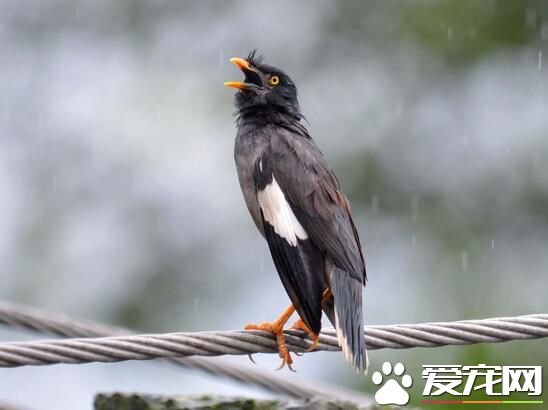 八哥好养吗 八哥什么时候开始养比较好