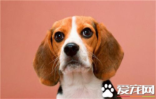 比格犬特性 此犬种为狩猎犬中最小型