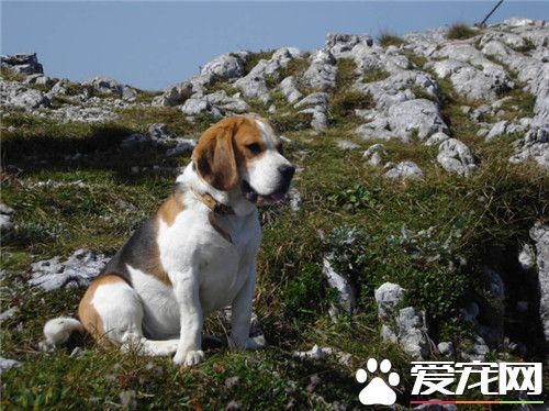 比格犬体味大吗 体味程度适中定期为狗刷牙