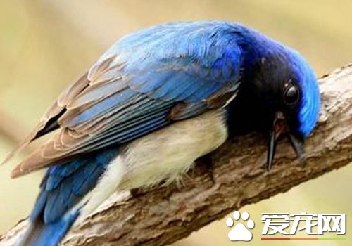 白腹蓝翁价格 这种鸟市面上还是比较稀少的