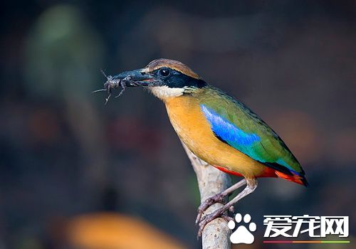 蓝翅八色鸫价格 一般就在80到120元之间