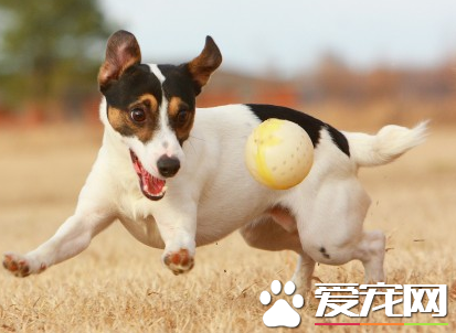 杰克罗素梗犬性格 杰克罗素梗性格充满活力