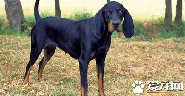 黑褐猎浣熊犬多少钱 价格大约为1500到8000元