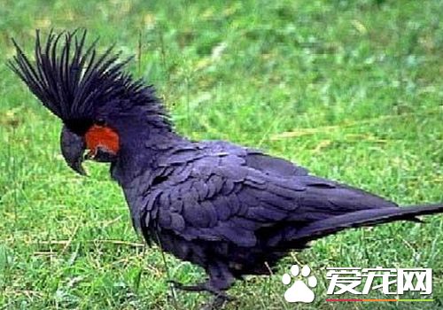 棕榈凤头鹦鹉价格 棕榈凤头鹦鹉售价达1万多元