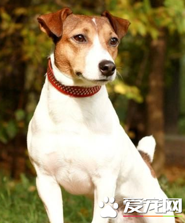 杰克罗素梗犬性格 杰克罗素梗性格充满活力