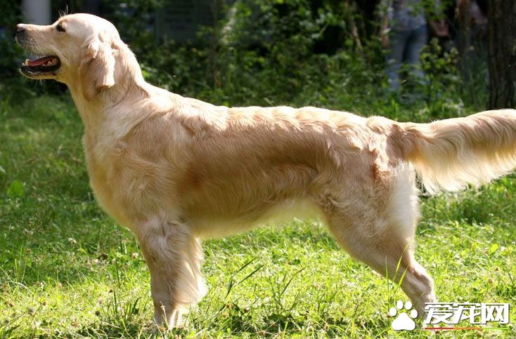 金毛寻回犬训练方法 训练时要树立恰当的目标