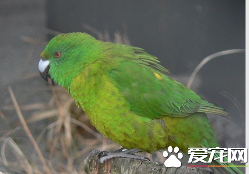 绿颊锥尾鹦鹉多少钱 一般在600到1000元的范围