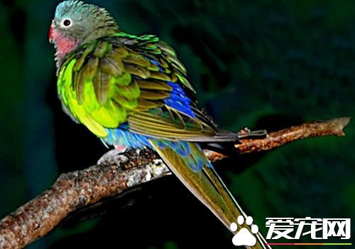 公主鹦鹉的价格 一般在几千块左右就可以