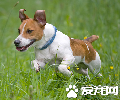杰克罗素梗犬好训练吗 咬主人后要马上训斥