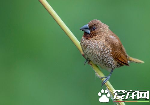 斑文鸟价格 斑文鸟被列为保护动物不能买