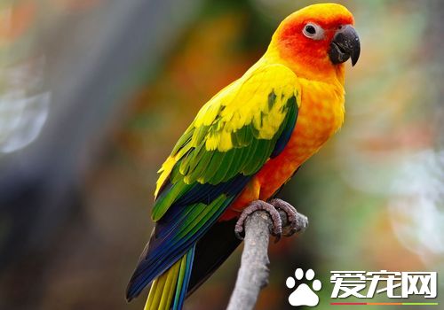 太阳锥尾鹦鹉价格 一般2500元就可以买到