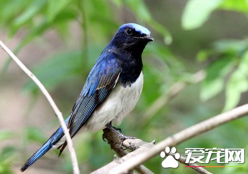 白腹蓝翁价格 这种鸟市面上还是比较稀少的