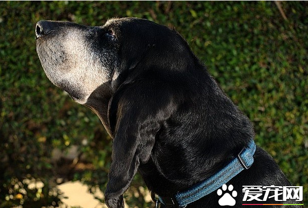 黑褐猎浣熊犬吃什么 黑褐猎浣熊犬喂食要点