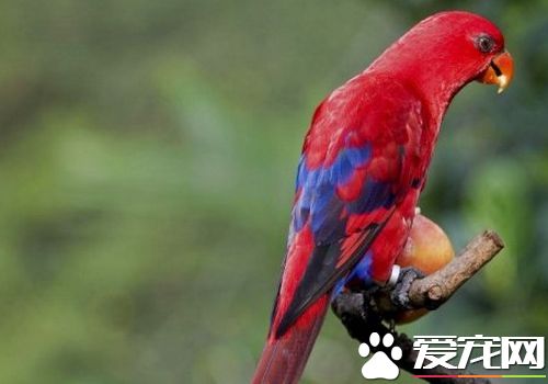 红色吸蜜鹦鹉价格 价格在3000到4000之间