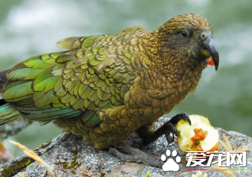 啄羊鹦鹉价格 啄羊鹦鹉的价位相当的高昂