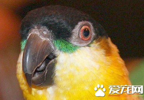 黑头凯克鹦鹉价格 通常价格要五六千一只