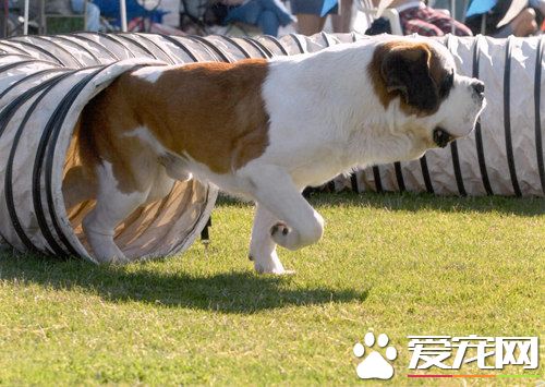 巨型圣伯纳犬价格 价格范围在1000到6000元之间