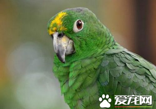 帝王亚马逊鹦鹉价格 一般不允许人类当宠物饲养
