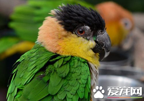 黑头凯克鹦鹉价格 通常价格要五六千一只