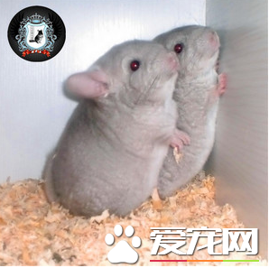 金斑龙猫价格 金斑龙猫最便宜的标灰400以上