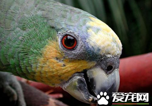 橙翅亚马逊鹦鹉价格 一般价格在2500元左右