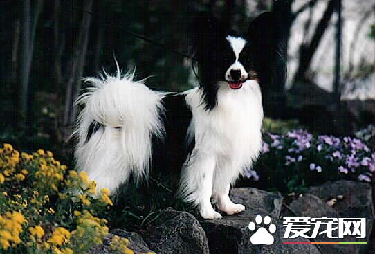 蝴蝶犬纯种价格 国内行情5000左右起步价