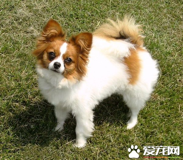 蝴蝶犬纯种价格 国内行情5000左右起步价